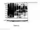 Fig. 35 - METHODS AND COMPOUNDS FOR INHIBITING GLYCOSYLTRANSFERASES