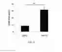 Fig. 06 - Truncated LYP-1 peptides and methods and compositions using truncated LYP-1 peptides