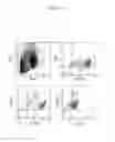 Fig. 09 - Antibodies and processes for preparing the same