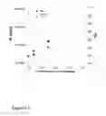Fig. 09 - Control over reverse addition fragmentation transfer polymerization processes