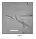 Fig. 05 - Chitin nanowhisker composites and methods