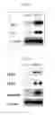 Fig. 04 - HORMONE RESPONSIVE TISSUE CULTURE SYSTEM AND USES THEREOF