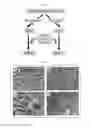 Fig. 06 - HORMONE RESPONSIVE TISSUE CULTURE SYSTEM AND USES THEREOF