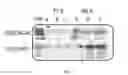 Fig. 04 - MODIFIED FUNGAL CELL