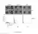 Fig. 06 - Bioactive compositions for high avidity cell capture