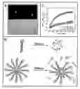 Fig. 01 - Nucleic acid functionalized nonoparticles for therapeutic applications