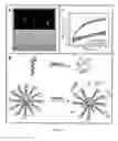 Fig. 08 - Nucleic acid functionalized nonoparticles for therapeutic applications