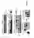 Fig. 03 - Gene silencing methods