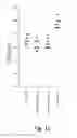 Fig. 13 - NICKED OR GAPPED NUCLEIC ACID MOLECULES AND USES THEREOF