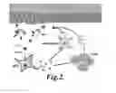 Fig. 03 - NUCLEIC ACID LIGANDS TO LL37