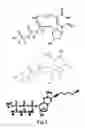 Fig. 04 - NUCLEIC ACID LIGANDS TO LL37
