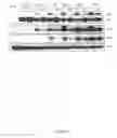 Fig. 08 - Modulation of human cytomegalovirus replication by micro-RNA 132 (miR132), micro-RNA 145 (miR145) and micro-RNA 212 (miR212)