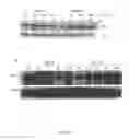 Fig. 09 - Modulation of human cytomegalovirus replication by micro-RNA 132 (miR132), micro-RNA 145 (miR145) and micro-RNA 212 (miR212)