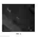 Fig. 08 - GUARD CELL PROMOTERS AND USES THEREOF