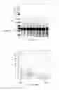 Fig. 05 - Stem-specific promoter from sugarcane dirigent gene
