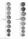 Fig. 09 - Stem-specific promoter from sugarcane dirigent gene