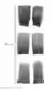 Fig. 10 - Stem-specific promoter from sugarcane dirigent gene
