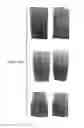 Fig. 11 - Stem-specific promoter from sugarcane dirigent gene
