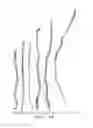 Fig. 14 - Stem-specific promoter from sugarcane dirigent gene