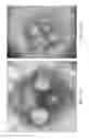 Fig. 15 - Stem-specific promoter from sugarcane dirigent gene