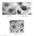 Fig. 16 - Stem-specific promoter from sugarcane dirigent gene