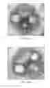 Fig. 17 - Stem-specific promoter from sugarcane dirigent gene