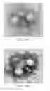Fig. 18 - Stem-specific promoter from sugarcane dirigent gene