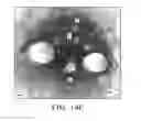 Fig. 19 - Stem-specific promoter from sugarcane dirigent gene