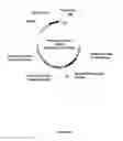 Fig. 162 - PLANTS HAVING ENHANCED YIELD-RELATED TRAITS AND A METHOD FOR MAKING THE SAME
