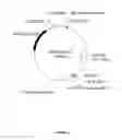 Fig. 33 - PLANTS HAVING ENHANCED YIELD-RELATED TRAITS AND A METHOD FOR MAKING THE SAME