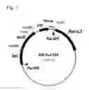 Fig. 02 - Method for producing an L-glutamic acid and L-aspartic acid using a recombinant microorganism having enhanced expression of a ybjL protein
