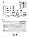 Fig. 03 - MOLECULAR SIGNATURE FOR AGGRESSIVE SQUAMOUS CELL CARCINOMAS OF THE HEAD AND NECK