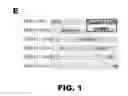 Fig. 04 - MOLECULAR SIGNATURE FOR AGGRESSIVE SQUAMOUS CELL CARCINOMAS OF THE HEAD AND NECK
