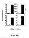 Fig. 10 - MOLECULAR SIGNATURE FOR AGGRESSIVE SQUAMOUS CELL CARCINOMAS OF THE HEAD AND NECK