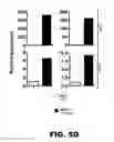 Fig. 11 - MOLECULAR SIGNATURE FOR AGGRESSIVE SQUAMOUS CELL CARCINOMAS OF THE HEAD AND NECK