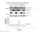 Fig. 13 - Genetic Lesion Associated With Cancer