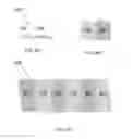 Fig. 07 - High capacity cathode