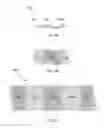Fig. 08 - High capacity cathode