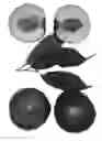 Fig. 02 - Nectarine tree named `Honeylicious`