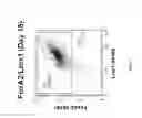 Fig. 03 - Production of midbrain dopaminergic neurons and methods for the use thereof