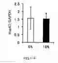 Fig. 07 - AGENT FOR ACTIVATING SIRTUIN GENE CONTAINING EGG SHELL MEMBRANE INGREDIENT AND COMPOSITION USING THE SAME