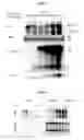 Fig. 02 - Modulation of hepatitis B virus CCCDNA transcription