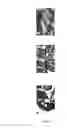 Fig. 07 - Recruitment of mensenchymal cells using controlled release systems