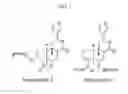 Fig. 02 - THERAPEUTIC METHODS AND COMPOSITIONS FOR TREATING DIABETES