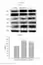 Fig. 17 - THERAPEUTIC METHODS AND COMPOSITIONS FOR TREATING DIABETES