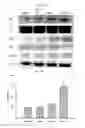 Fig. 19 - THERAPEUTIC METHODS AND COMPOSITIONS FOR TREATING DIABETES