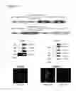 Fig. 06 - High-yield transgenic mammalian expression system for generating virus-like particles