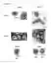 Fig. 07 - High-yield transgenic mammalian expression system for generating virus-like particles