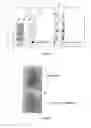 Fig. 02 - Recombinant novirhabdovirus usable as an antigen vector