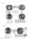 Fig. 02 - Porous crystalline frameworks, process for the preparation therof and their mechanical delamination to covalent organic nanosheets (CONS)